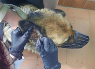 Саратовские ветеринары спасли овчарку Альфу с воспалением уха